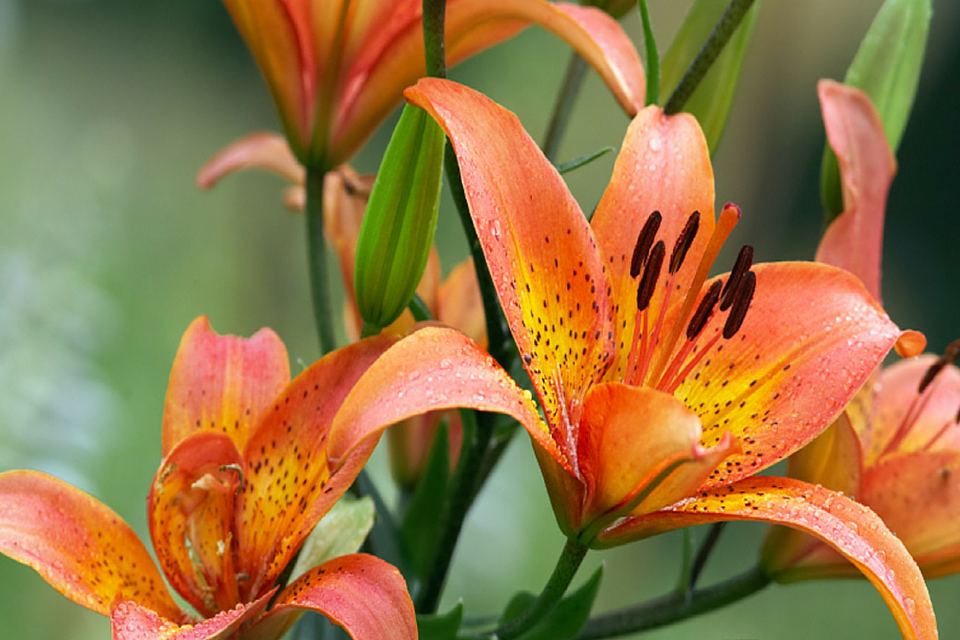 Deco rInspiration Tiger Lily